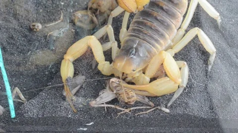 Scorpion eating cricket Stock Footage 46832687