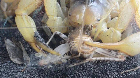 Scorpion eating cricket Stock Footage 46832797