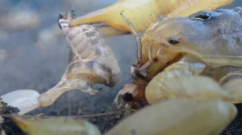 Scorpion eating cricket Stock Footage 46832814