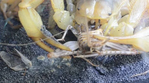 Scorpion eating cricket Stock Footage 46832861