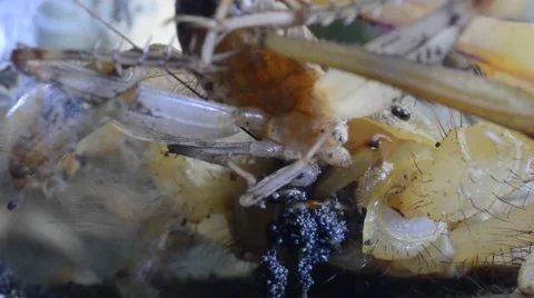 Scorpion eating cricket Stock Footage 46832873