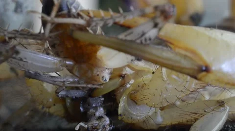 Scorpion eating cricket Stock Footage 46832893