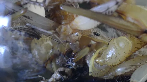 Scorpion eating cricket Stock Footage 46832979