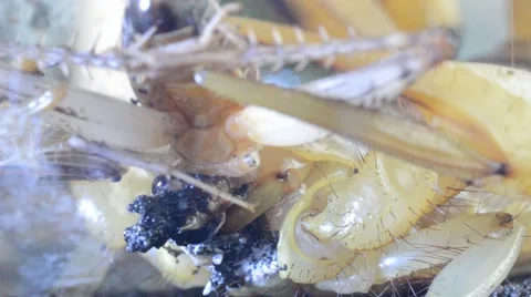 Scorpion eating cricket Stock Footage 46833020