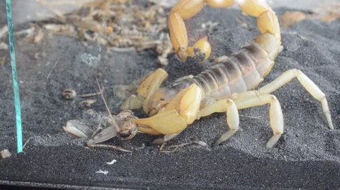 Scorpion eating cricket Stock Footage 46833022