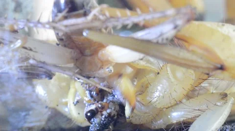 Scorpion eating cricket Stock Footage 46833112