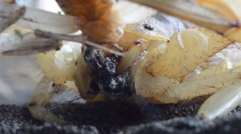 Scorpion eating cricket Stock Footage 46833284