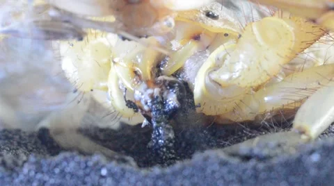 Scorpion eating cricket Stock Footage 46833292
