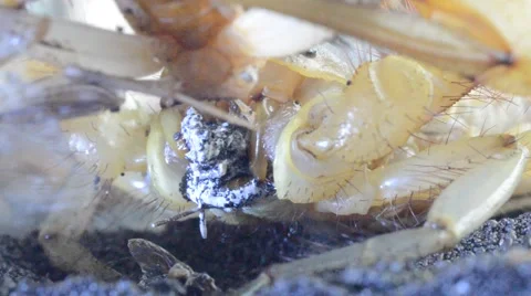 Scorpion eating cricket Stock Footage 46833298