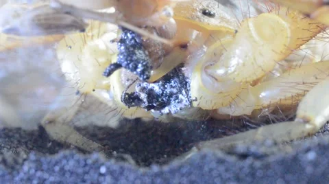 Scorpion eating cricket Stock Footage 46833314