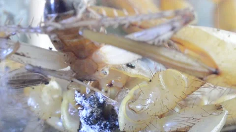 Scorpion eating cricket Stock Footage 46833333
