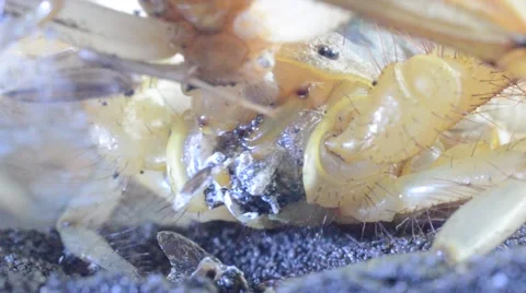 Scorpion eating cricket Stock Footage 46833346
