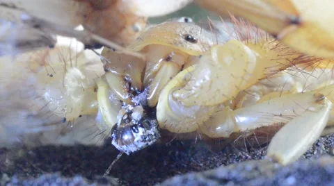 Scorpion eating cricket Stock Footage 46833440