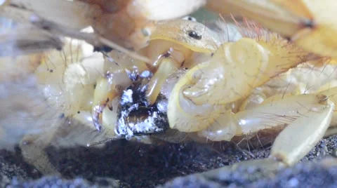 Scorpion eating cricket Stock Footage 46833469