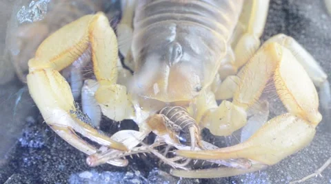 Scorpion eating cricket Stock Footage 46833590