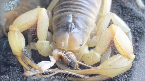 Scorpion eating cricket Stock Footage 46833597