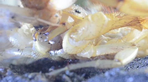 Scorpion eating cricket Stock Footage 46833601