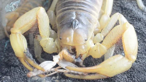 Scorpion eating cricket Stock Footage 46833621
