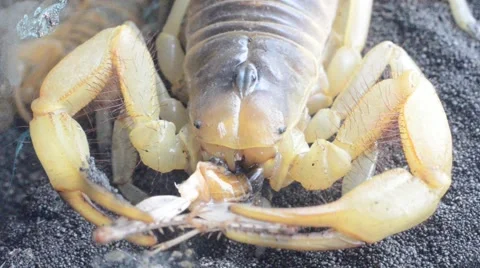 Scorpion eating cricket Stock Footage 46833633