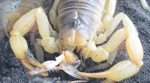Scorpion eating cricket Stock Footage 46833670