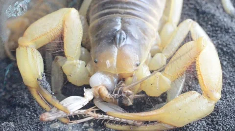 Scorpion eating cricket Stock Footage 46833673