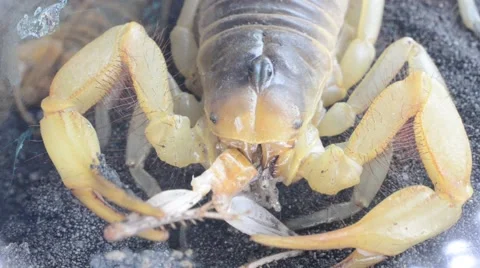 Scorpion eating cricket Stock Footage 46833766