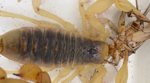 Scorpion eating cricket Stock Footage 46833824