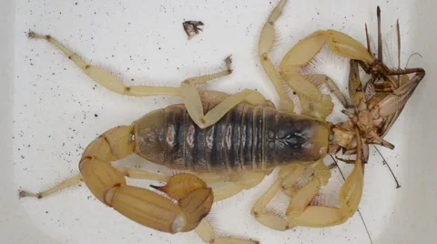 Scorpion eating cricket Stock Footage 46834136
