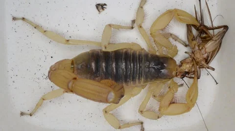 Scorpion eating cricket Stock Footage 46834284