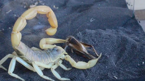 Scorpion eating cricket 動画素材 46834312