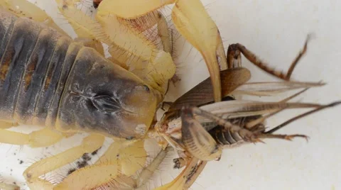 Scorpion eating cricket Stock Footage 46834408