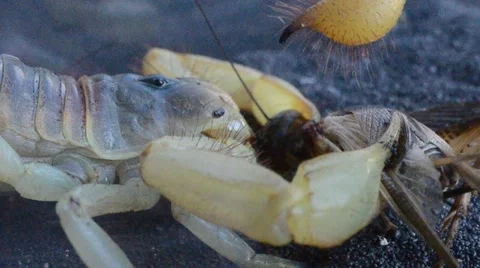 Scorpion eating cricket Stock Footage 46834499