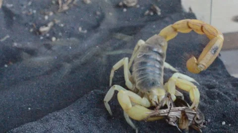Scorpion eating cricket 動画素材 46834585