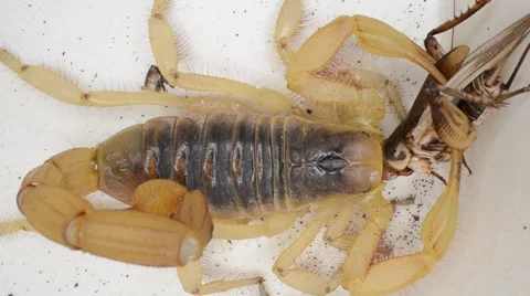 Scorpion eating cricket Stock Footage 46834640