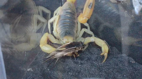 Scorpion eating cricket Stock Footage 46834763