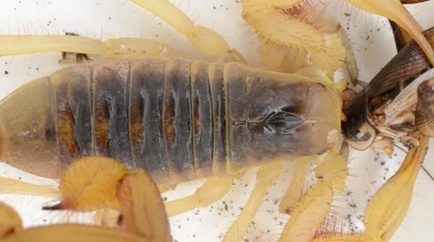 Scorpion eating cricket Stock Footage 46835029