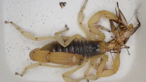 Scorpion eating cricket Stock Footage 46835084