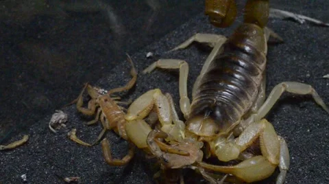 Scorpion eating scorpion 動画素材 46832583