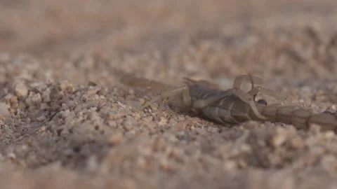 Scorpion fighting ants 4K Stock-Footage 144249406