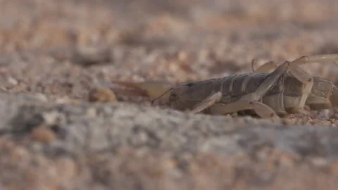 Scorpion fighting ants 4K Stock-Footage 144250697