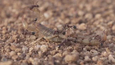 Scorpion fighting ants 4K Stock-Footage 144274177