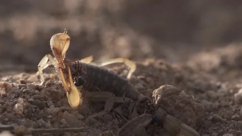 Scorpion fighting ants 4K Stock-Footage 144343109