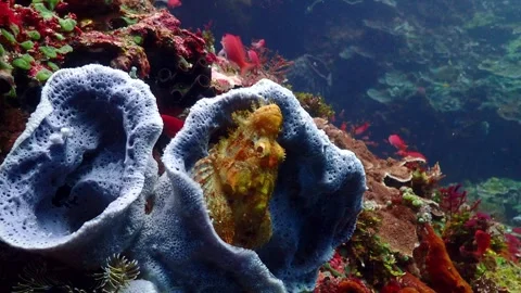 Scorpion fish blue yellow 4K Stock Footage 331276506