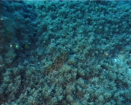 Scorpion Fish (C015) 動画素材 100732