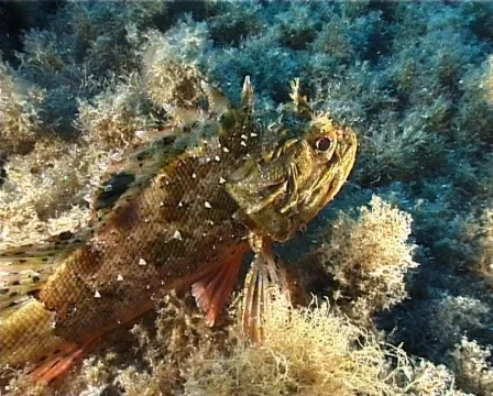 Scorpion Fish (C016) 動画素材 99381