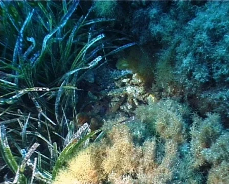 Scorpion Fish (C017) 動画素材 99383