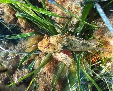 Scorpion Fish (C018) Video stock 99389