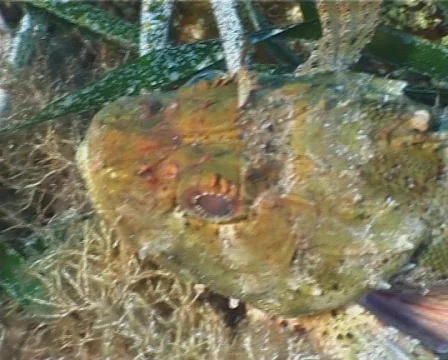 Scorpion Fish (C019) Video stock 99394