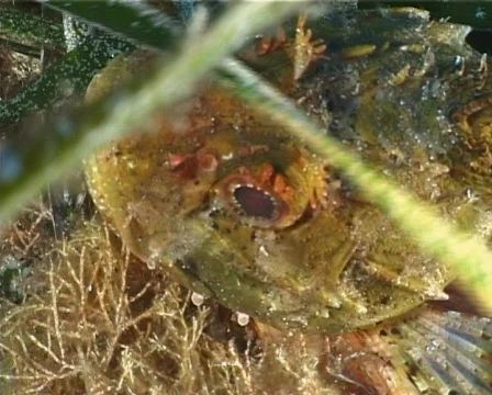 Scorpion Fish (C020) Video stock 99395