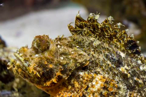 Scorpion fish close up Stock Photos